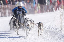Lenk 2013